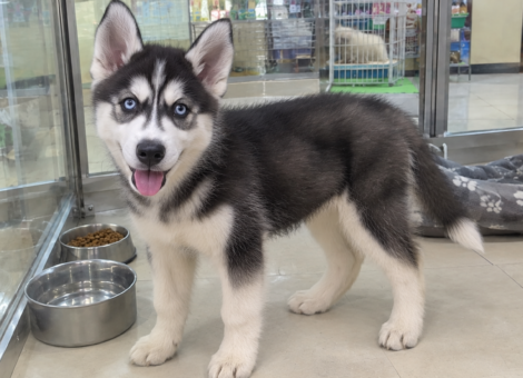 Siberian-Husky-Puppy