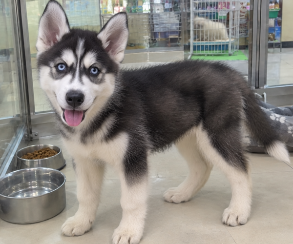 Siberian-Husky-Puppy