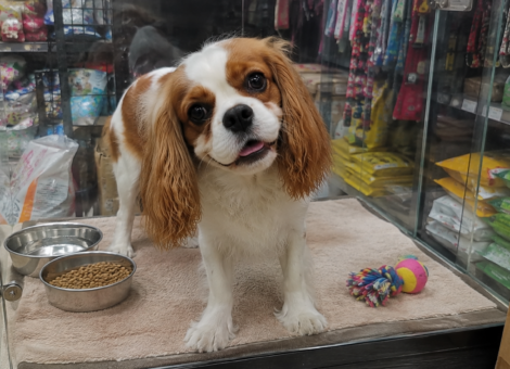 Sweet-Cavalier-Puppy