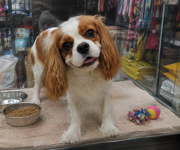 Sweet-Cavalier-Puppy