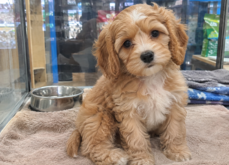 Adorable-Cavapoo-Puppy