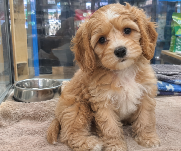 Adorable-Cavapoo-Puppy
