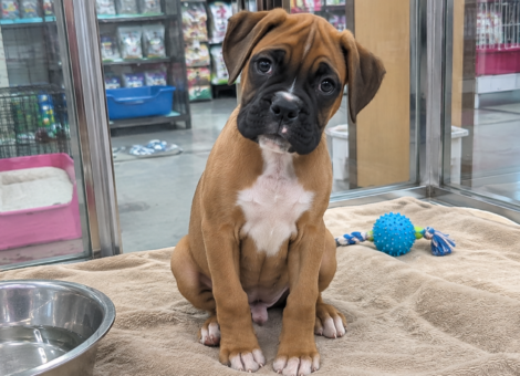 Boxer-Puppy-for-Sale