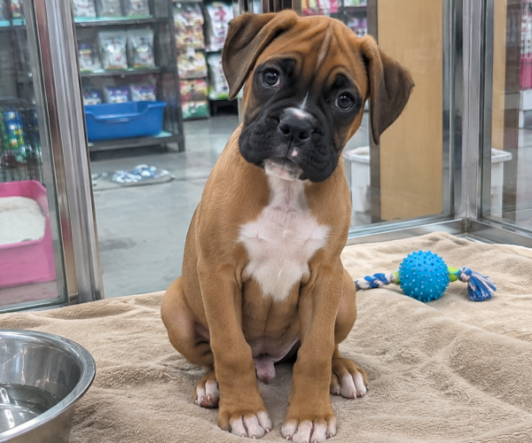 Boxer-Puppy-for-Sale