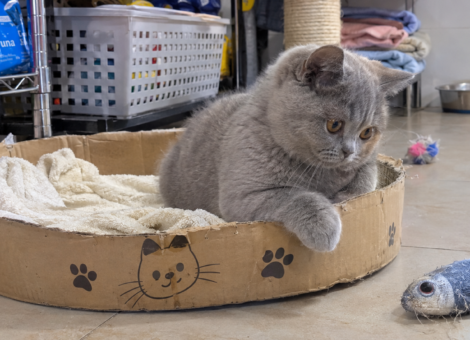 British-Shorthair-Kitten-Sale
