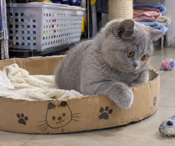 British-Shorthair-Kitten-Sale