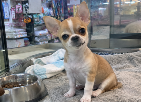Curious-Chihuahua-in-a-Pet-Store-Enclosure