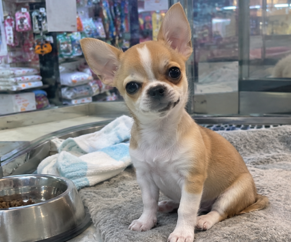 Curious-Chihuahua-in-a-Pet-Store-Enclosure