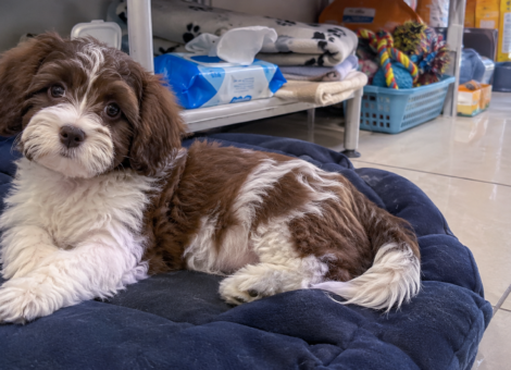 Havanese-Puppy-for-Sale