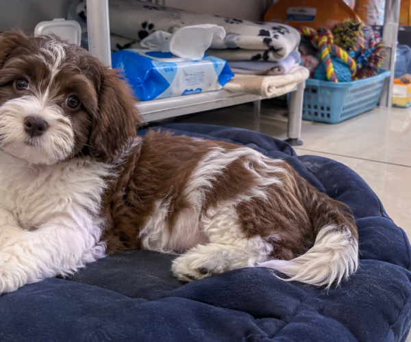 Havanese-Puppy-for-Sale
