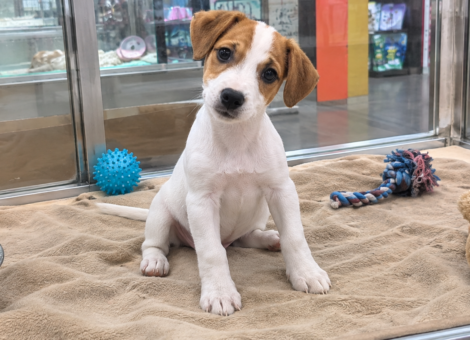 Jack-Russell-Terrier-Puppy