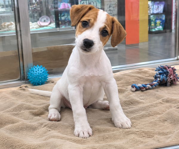 Jack-Russell-Terrier-Puppy