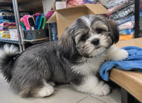 Lhasa-Apso-Puppy-for-Sale