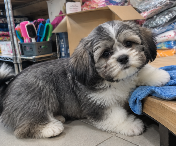 Lhasa-Apso-Puppy-for-Sale