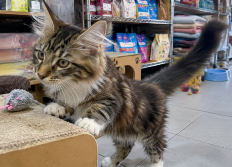 Maine-Coon-Kitten-for-Sale