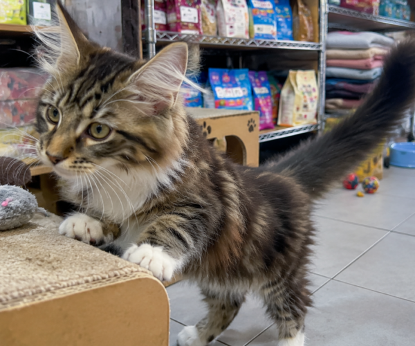 Maine-Coon-Kitten-for-Sale