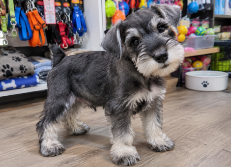 Miniature-Schnauzer-Sale
