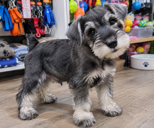 Miniature-Schnauzer-Sale