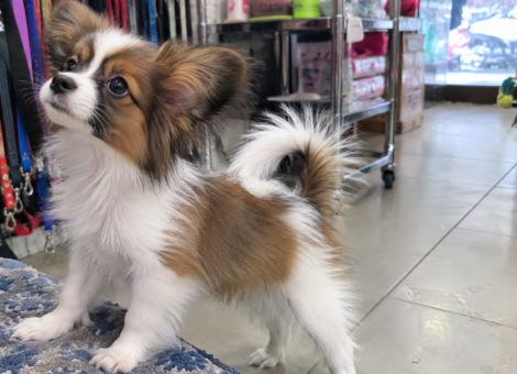 Papillon-Puppy-for-Sale