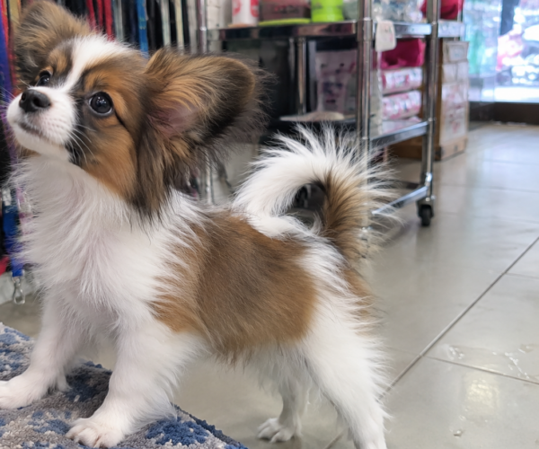 Papillon-Puppy-for-Sale