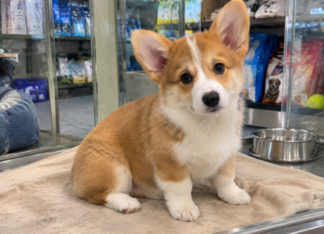 Pembroke-Welsh-Corgi-Sale