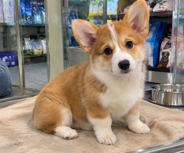 Pembroke-Welsh-Corgi-Sale