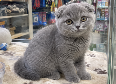 Scottish-Fold-Kitten-for-Sale