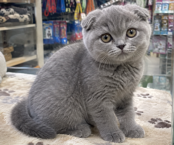 Scottish-Fold-Kitten-for-Sale