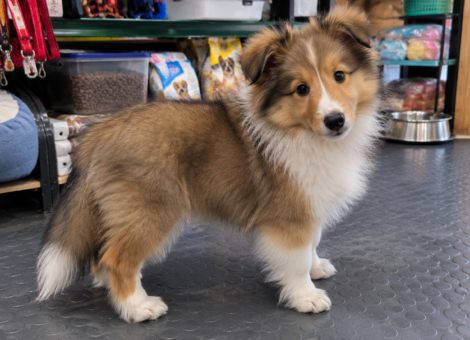 Shetland-Sheepdog-for-Sale