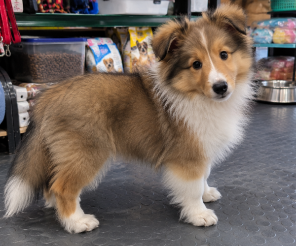 Shetland-Sheepdog-for-Sale