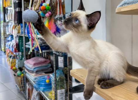 Siamese-Cat-for-Sale