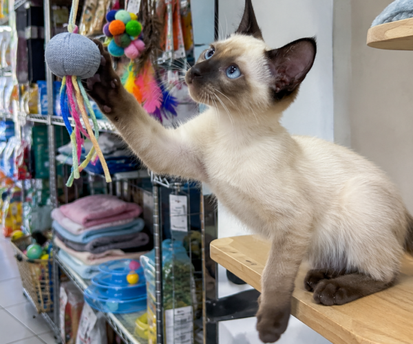 Siamese-Cat-for-Sale