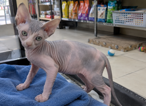 Sphynx-Kitten-for-Sale