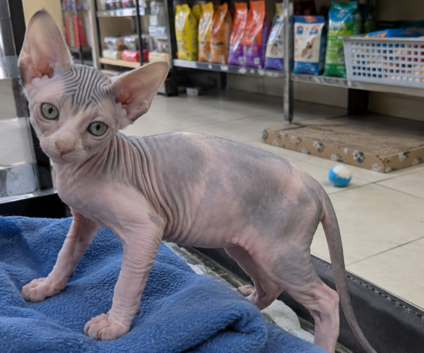 Sphynx-Kitten-for-Sale
